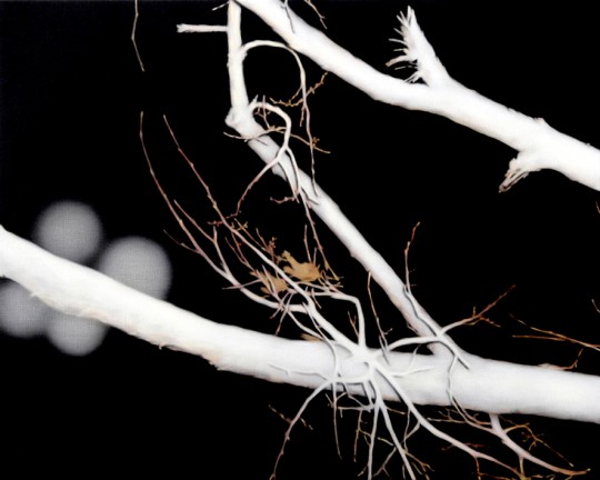 Illuminated branches #2, 2005 by Andrew Browne