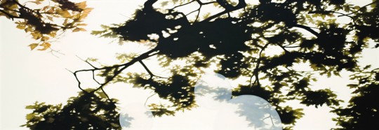 Foliage and light effect, 2005 by Andrew Browne