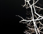 Void and Branches, 2004 by Andrew Browne