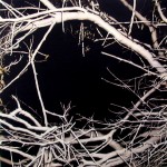 Illuminated branches and void, 2006 by Andrew Browne