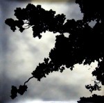 Illuminated clouds and foliage, 2002 by Andrew Browne